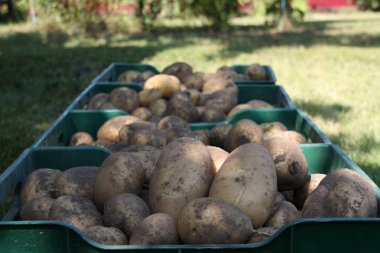  Bir bahçe arka plan üzerinde yeşil kutularda büyük patates