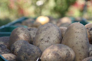  Bir bahçe arka plan üzerinde yeşil kutularda büyük patates