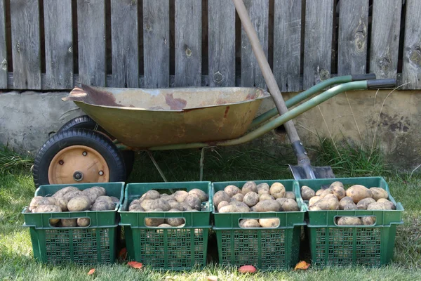 Kartoffeln Grünen Kästen Auf Dem Hintergrund Eines Alten Gartenwagens Und — Stockfoto