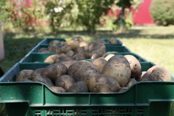 Large potatoes in green boxes on a garden background