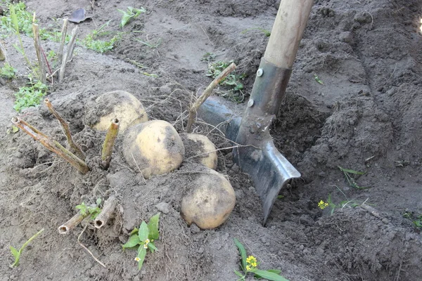 Potato Tubers Old Shovel Garden — Stock Photo, Image