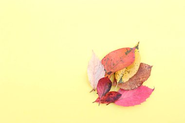 Sarı, kırmızı, kahverengi, leylak, sarı bir arka plan üzerinde sonbaharda kuru yaprakları