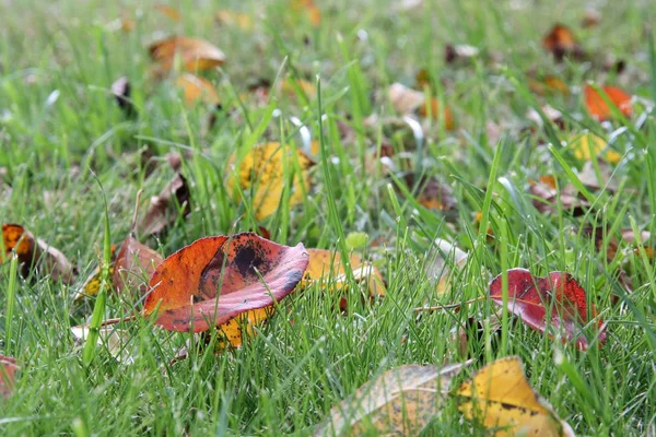 Fallen Red Yellow Leaves Green Grass — Stock Photo, Image