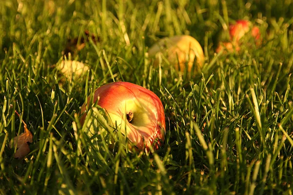 Pomme Rouge Sur Herbe Verte Dans Les Rayons Soleil Couchant — Photo