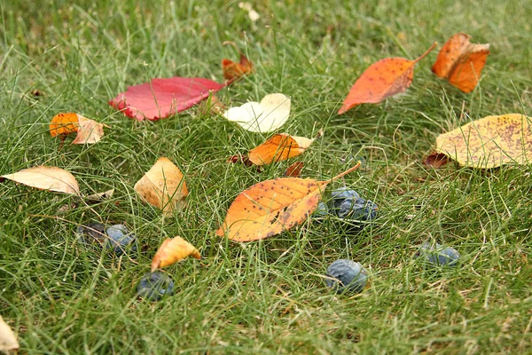Blue plums and yellow, red, brown dry leaves on green grass in the evening