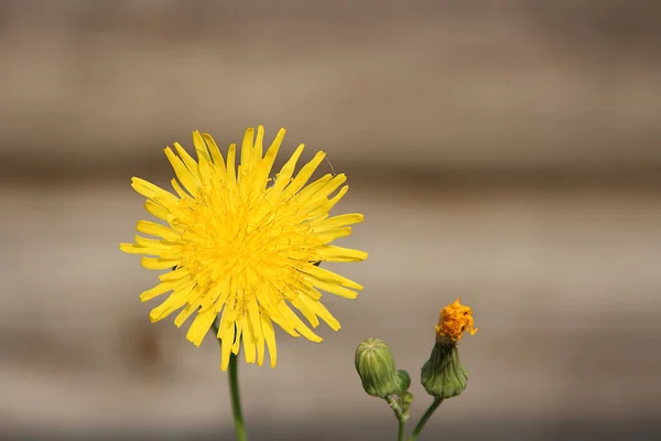 Gul Blomma Med Nål Kronblad Och Grön Knopp Logg Vägg — Stockfoto