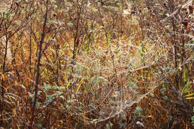 Sonbahar sabahının erken saatlerinde su damlacıklarıyla örümcek ağı
