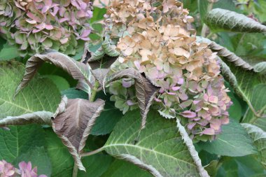 İlk sonbahar ayazından sonra yapraklar ve ortanca çiçeği