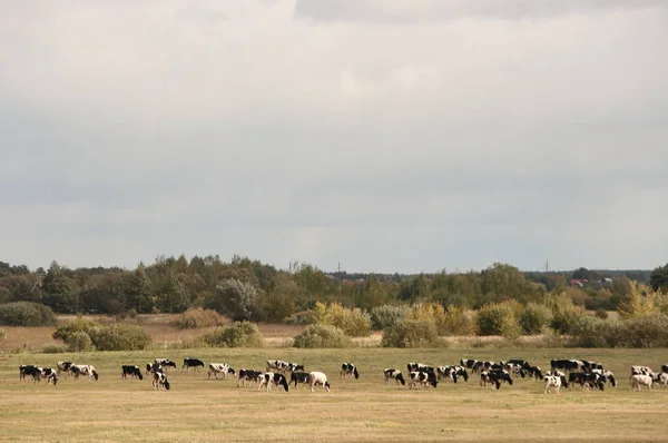 Troupeau Vaches Dans Une Prairie Sur Fond Arbustes Ciel Nuageux — Photo