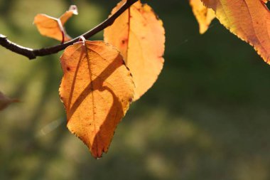 Güneş ışınlarında kurumuş portakal yaprağı.