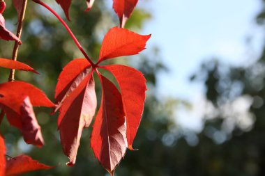 Red leaf of a decorative shrub against a background of green leaves and blue sky