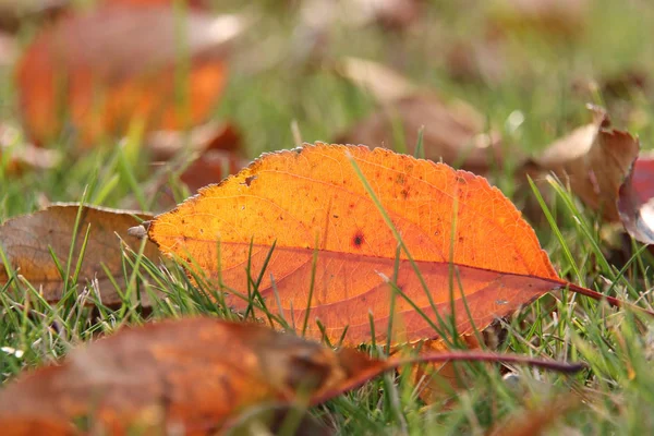 Dry orange leaf on grass lawn background