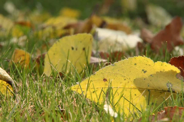 Dry yellow leaf on grass lawn background
