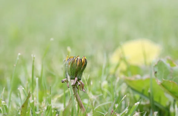 Капля Одуванчика Фоне Ярко Зеленой Травы — стоковое фото
