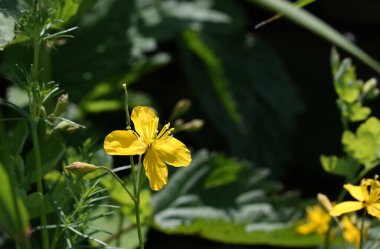 Yeşil yapraklardan oluşan bir arka planda sarı selandin çiçeği