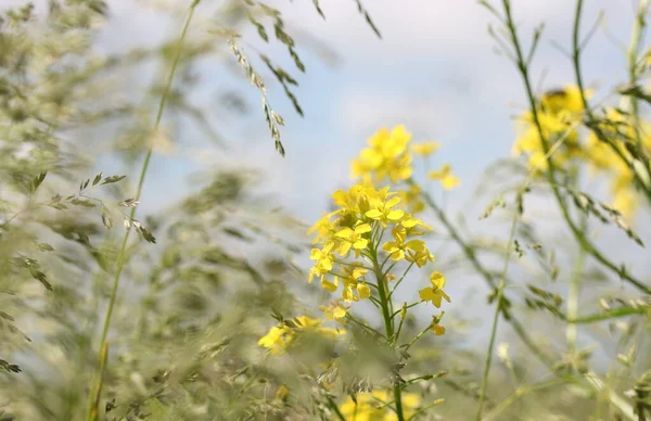 Желтые Цветы Фоне Луговой Травы — стоковое фото
