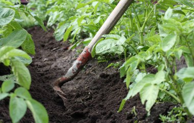 Genç bir patatesin sapları arasında bir çapa