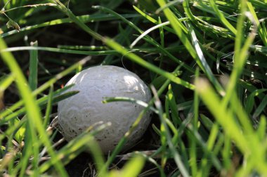 Yeşil çimenlerin arasında beyaz renkli yuvarlak mantar