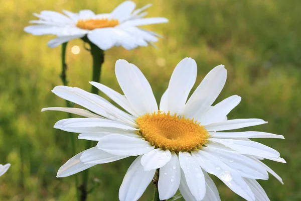 Camomille Avec Gouttelettes Eau Sur Les Pétales Blancs — Photo