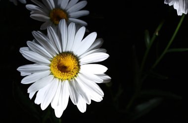 Koyu yeşil arka planda beyaz yapraklı papatya çayı.