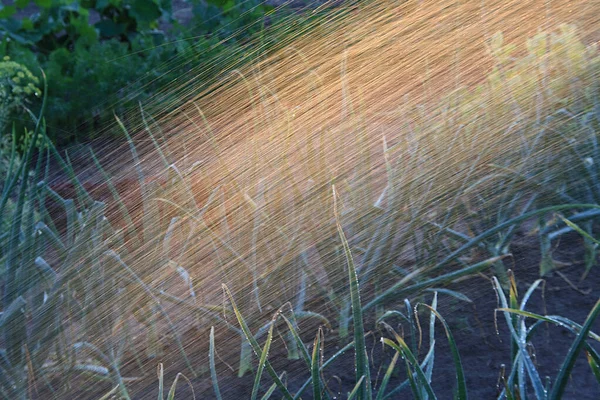 Arroseur Eau Soleil Sur Fond Légumes Verts Dans Jardin — Photo