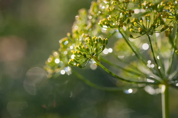 Groene Knoppen Een Takje Dille Regen — Stockfoto