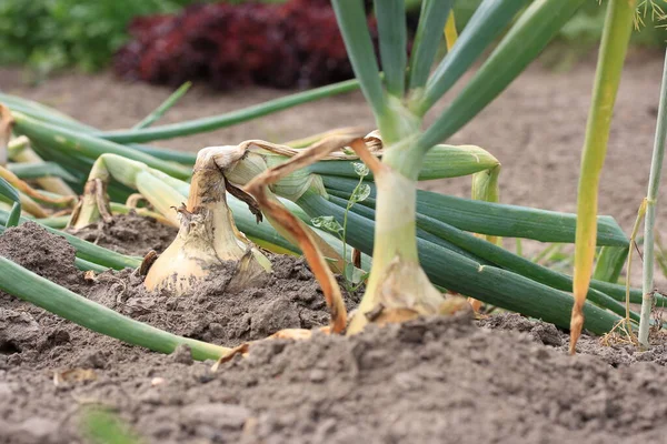 Ripe Onions Garden Middle Summer — Stock Photo, Image