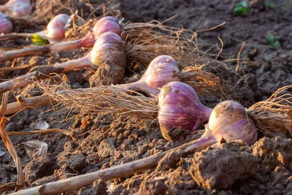 Reifer Großer Knoblauch Garten Vor Sonnenuntergang — Stockfoto