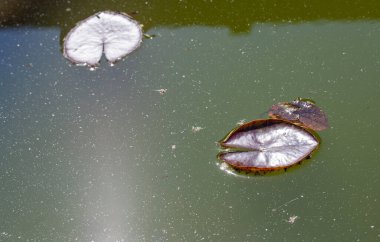 Kahverengi yapraklar yeşil suyun ayna yüzeyinde yüzer.