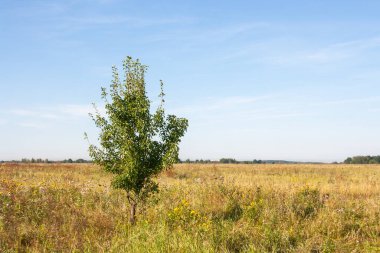 Oka Nehri yakınlarındaki sel basmış bir çayırda yalnız bir armut.