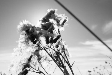 Gri ve beyaz bir tarla bitkisinin tüyleriyle tohumlar