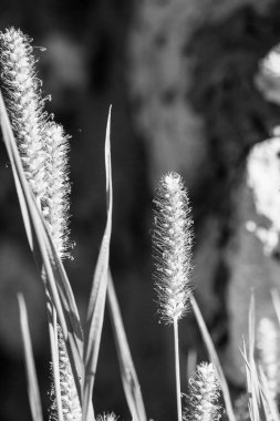 Gri ve beyaz buğday dalları