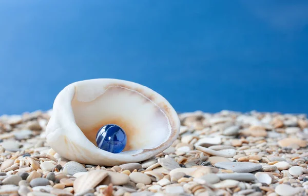 Concha Com Uma Bola Azul Seixo Pequenas Pedras Fundo Azul — Fotografia de Stock