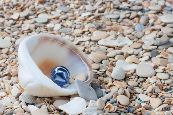 Coquille Avec Une Boule Bleue Sur Caillou Petites Pierres — Photo