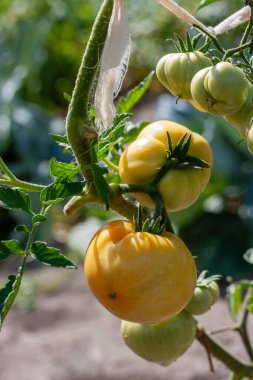 Güneşli bir günde yeşil bir dalda sarı domatesler