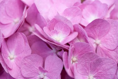 Ortanca çiçeklerinin pembe taç yapraklarının arka planı