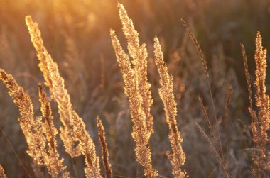 Altın gün batımı ışığında çayır çimenleri