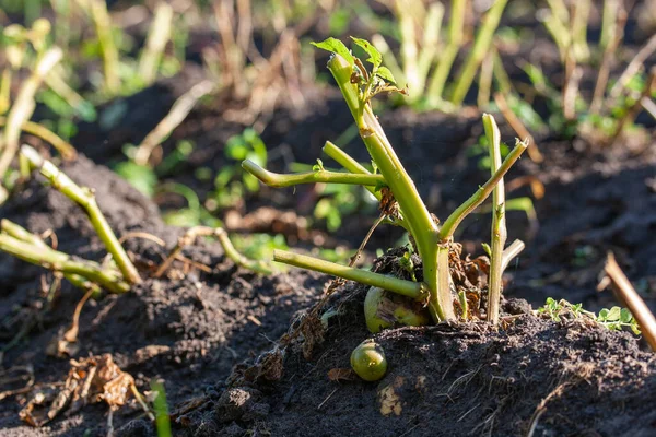 Kartoffelstiele Vor Der Ernte Schneiden — Stockfoto