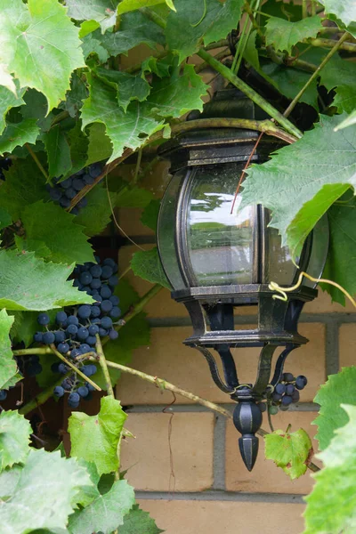 Street Lamp Blue Berries Green Vine Leaves — Stock Photo, Image