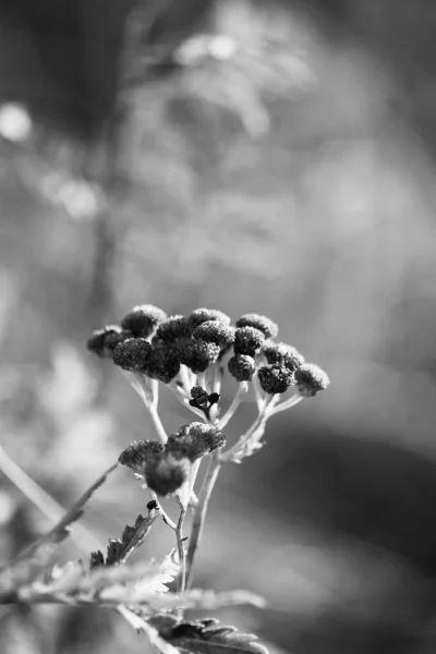 Branche Une Plante Champ Avec Des Graines Blanc Noir — Photo