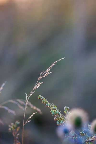 Branches Plantes Champ Coucher Soleil Fin Été — Photo