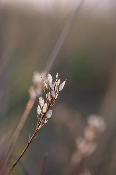 Прозрачные Лепестки Ветке Полевого Растения — стоковое фото