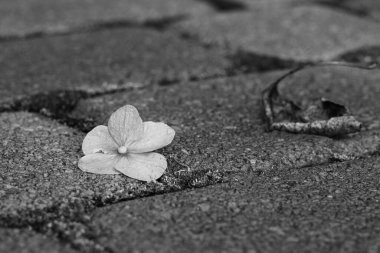 Ortanca çiçeği ve kuru yaprak kaldırım taşlarının üzerinde gri tonlarda.