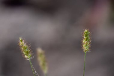 Yeşil tohumlu bir dal ve gri arka planda kahverengi villi.