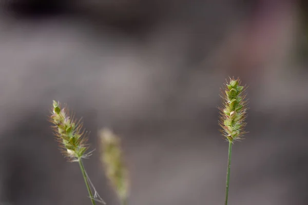 Branche Herbe Avec Des Graines Vertes Des Villosités Brunes Sur — Photo