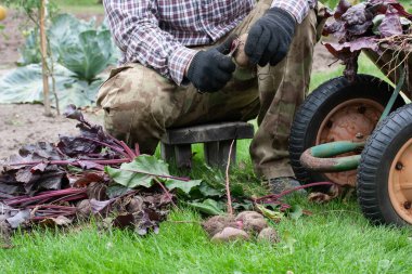 Depolama için kırmızı pancar yaprakları buduyor