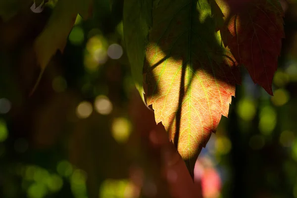 Πράσινα Και Κόκκινα Φύλλα Στις Ακτίνες Του Ήλιου Του Σεπτεμβρίου — Φωτογραφία Αρχείου