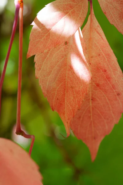 Πράσινα Και Κόκκινα Φύλλα Στις Ακτίνες Του Ήλιου Του Σεπτεμβρίου — Φωτογραφία Αρχείου