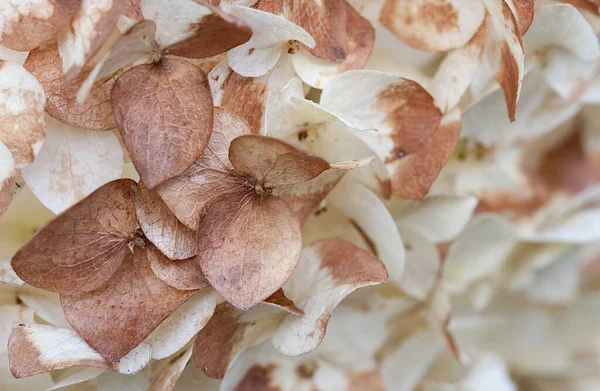 Világosbarna Hortenzia Virágok Virágzás Után Fehér — Stock Fotó