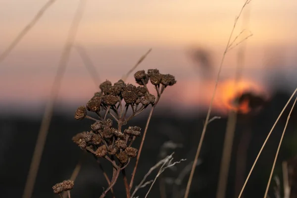 Сухие Бурые Почки Полевого Растения Фоне Заката Октябре — стоковое фото